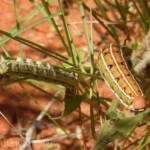 Yeperenye (Hyles livornicoides), Central Australia © Dorothy Latimer