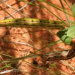 Yeperenye (Hyles livornicoides), Central Australia © Dorothy Latimer