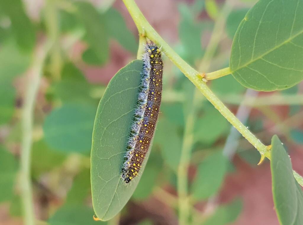 Instar stage of the caterpillar of the Caper White Butterfly (Belenois java teutonia), Alice Springs, NT
