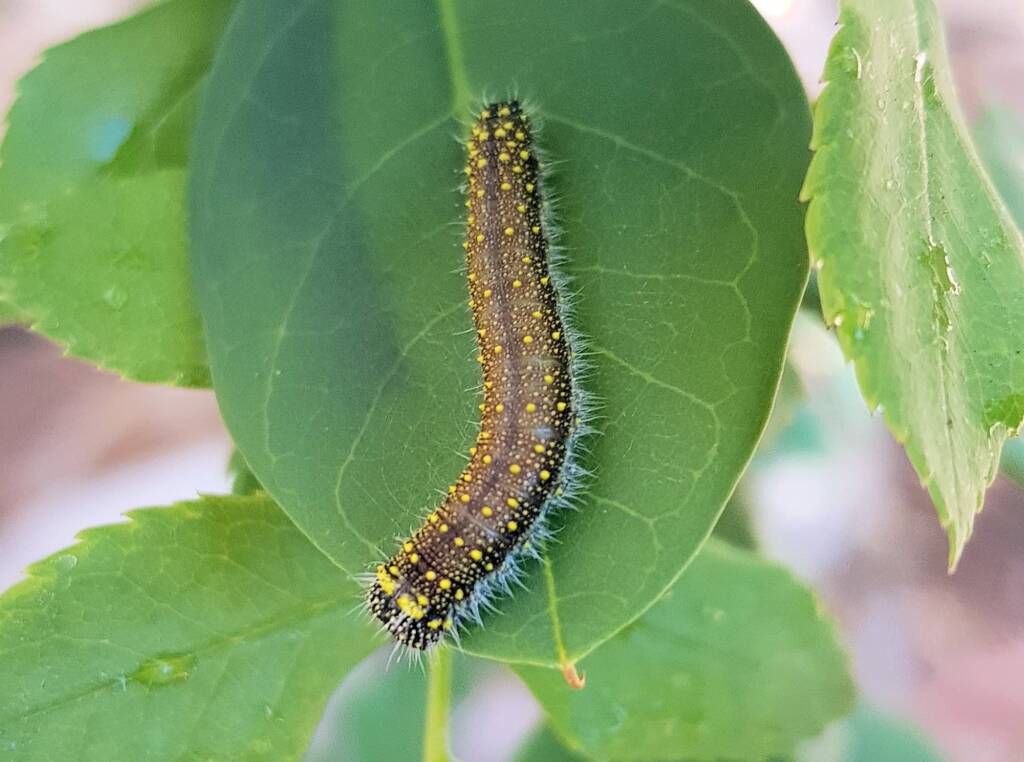 Instar stage of the caterpillar of the Caper White Butterfly (Belenois java teutonia), Alice Springs, NT