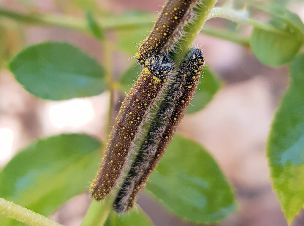 Instar stage of the caterpillar of the Caper White Butterfly (Belenois java teutonia), Alice Springs, NT
