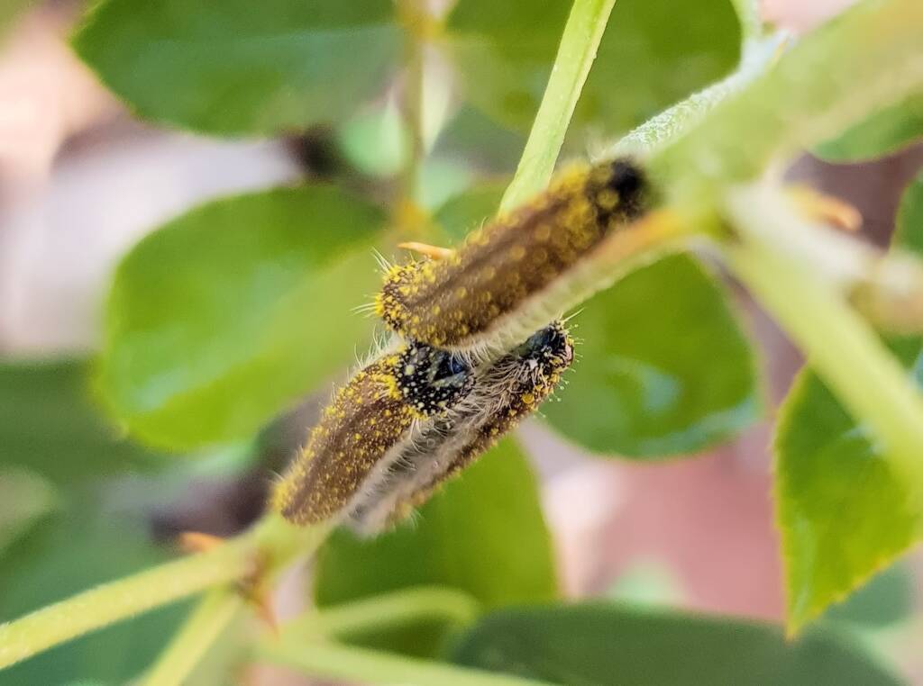 Instar stage of the caterpillar of the Caper White Butterfly (Belenois java teutonia), Alice Springs, NT