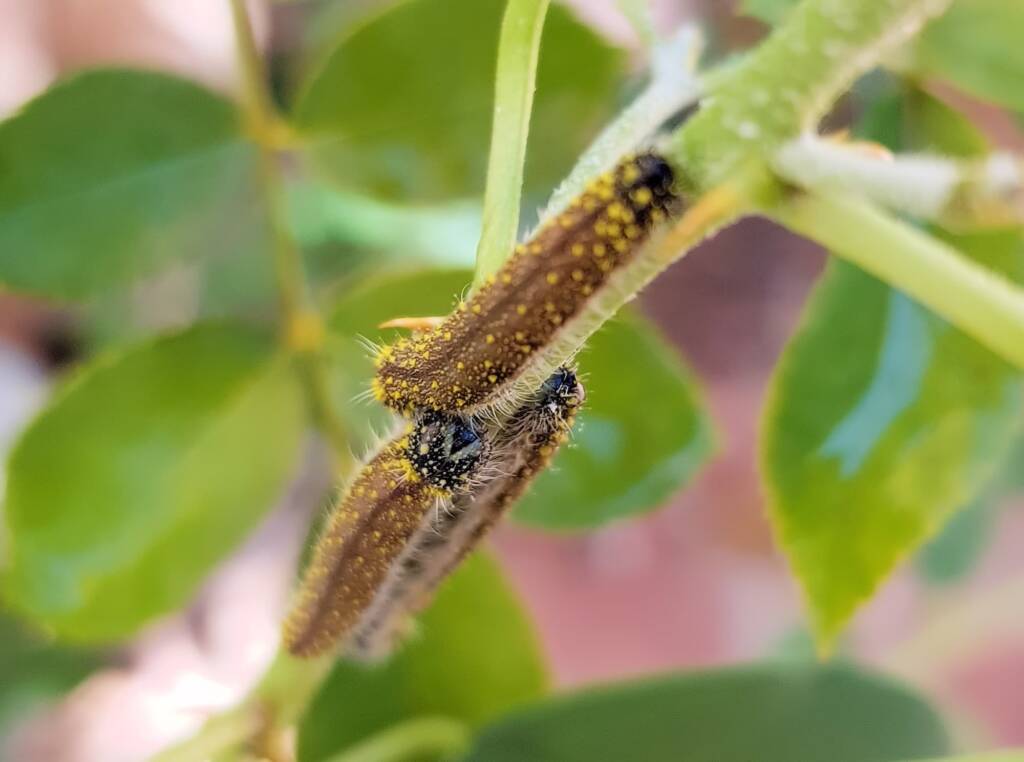 Instar stage of the caterpillar of the Caper White Butterfly (Belenois java teutonia), Alice Springs, NT