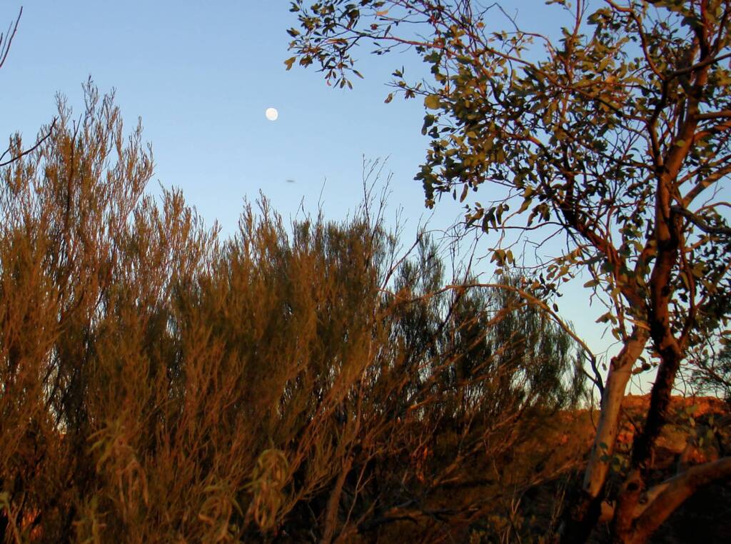 Full moon at sunrise over Kings Canyon © 2006 Greg Sully