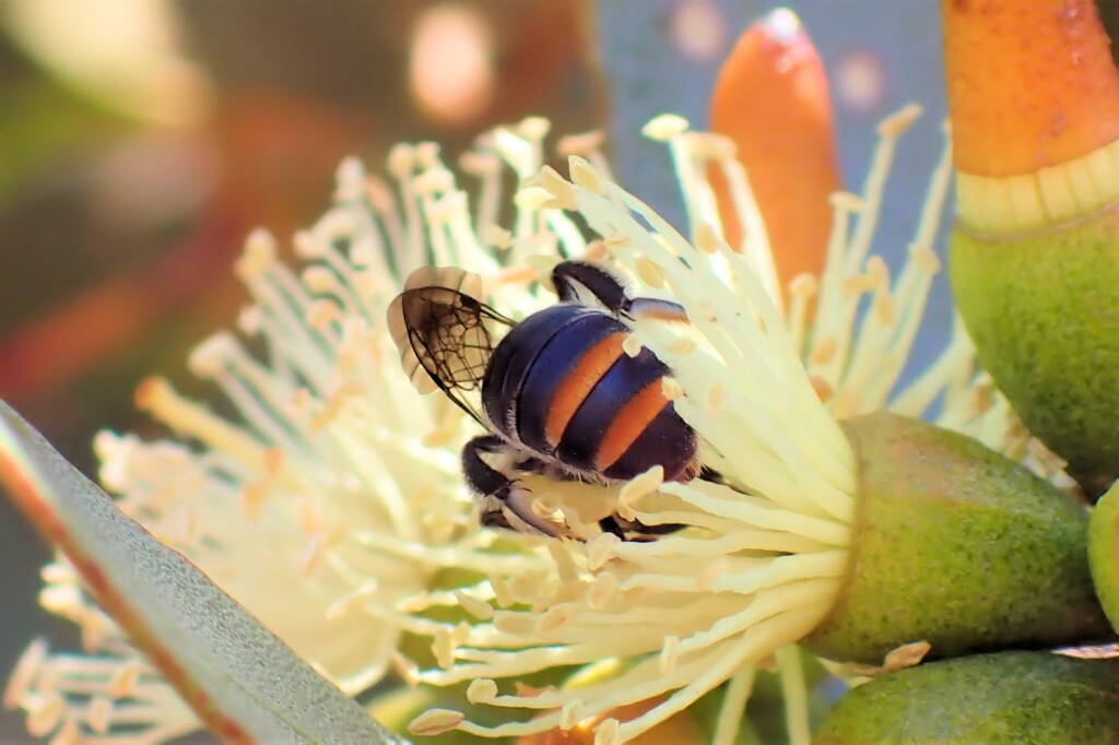 Lipotriches (Austronomia) australica on Eucalyptus platypus © Gary Taylor