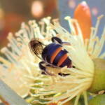 Lipotriches (Austronomia) australica on Eucalyptus platypus © Gary Taylor