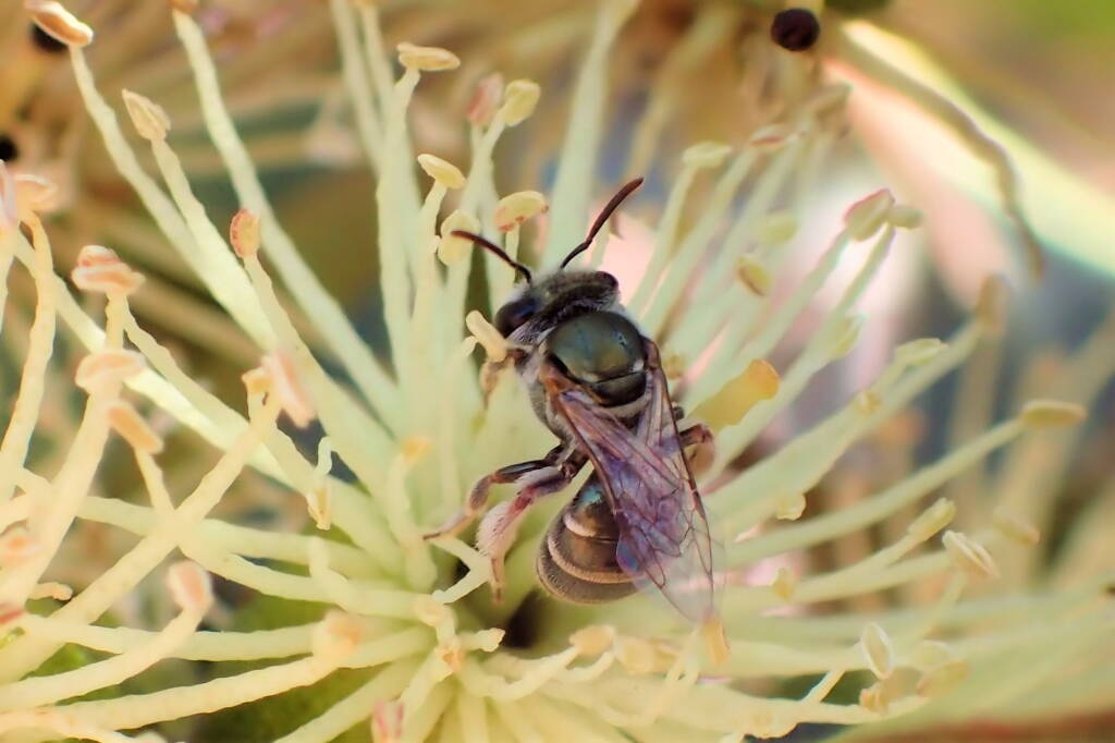 Lipotriches flavoviridis on Eucalyptus platypus © Gary Taylor