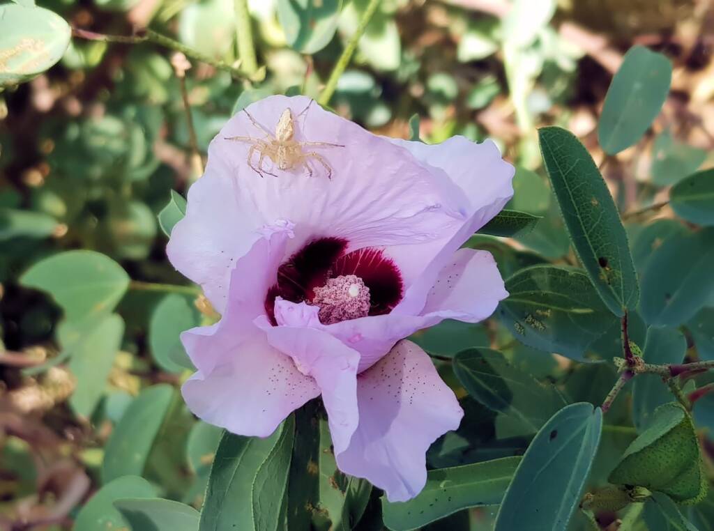 Lynx Spider (Oxyopes sp) on Sturt’s Desert Rose (Gossypium sturtianum var. sturtianum), Olive Pink Botanic Garden, NT