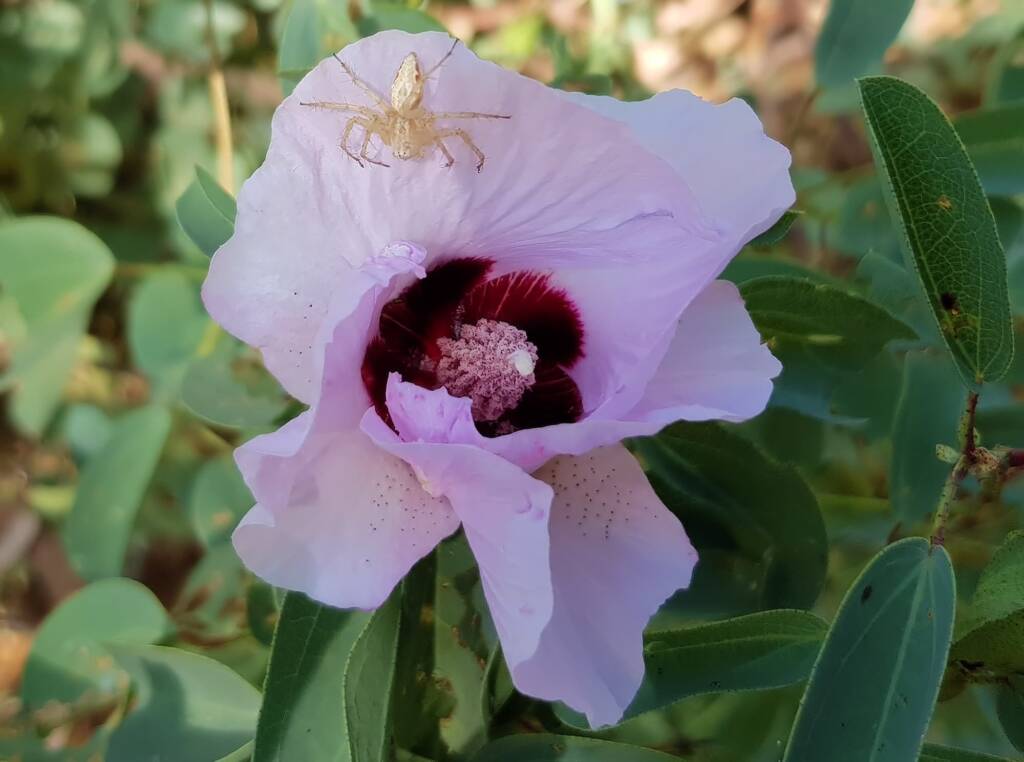 Lynx Spider (Oxyopes sp) on Sturt’s Desert Rose (Gossypium sturtianum var. sturtianum), Olive Pink Botanic Garden, NT