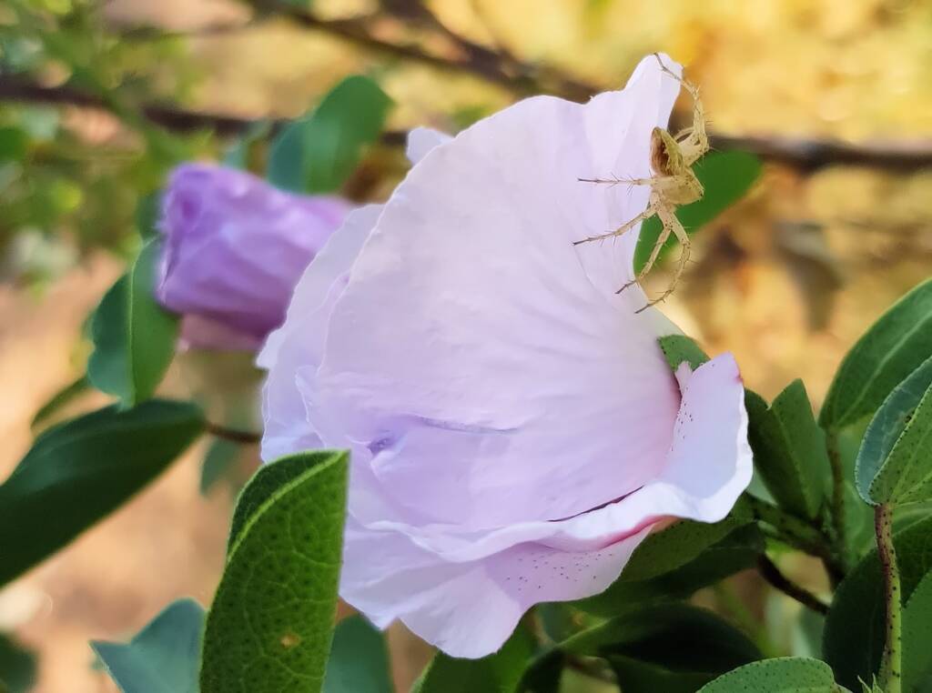 Lynx Spider (Oxyopes sp) on Sturt’s Desert Rose (Gossypium sturtianum var. sturtianum), Olive Pink Botanic Garden, NT