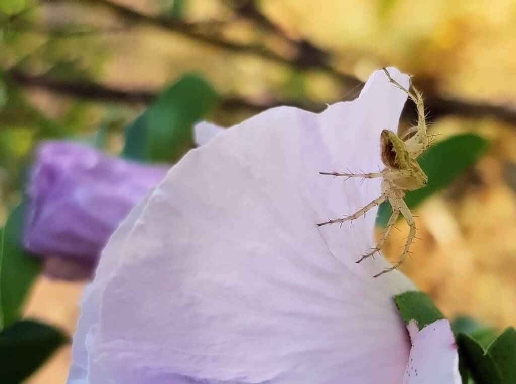 Lynx Spider (Oxyopes sp) on Sturt’s Desert Rose (Gossypium sturtianum var. sturtianum), Olive Pink Botanic Garden, NT