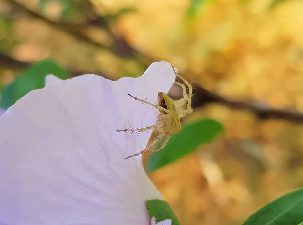 Lynx Spider (Oxyopes sp) on Sturt’s Desert Rose (Gossypium sturtianum var. sturtianum), Olive Pink Botanic Garden, NT