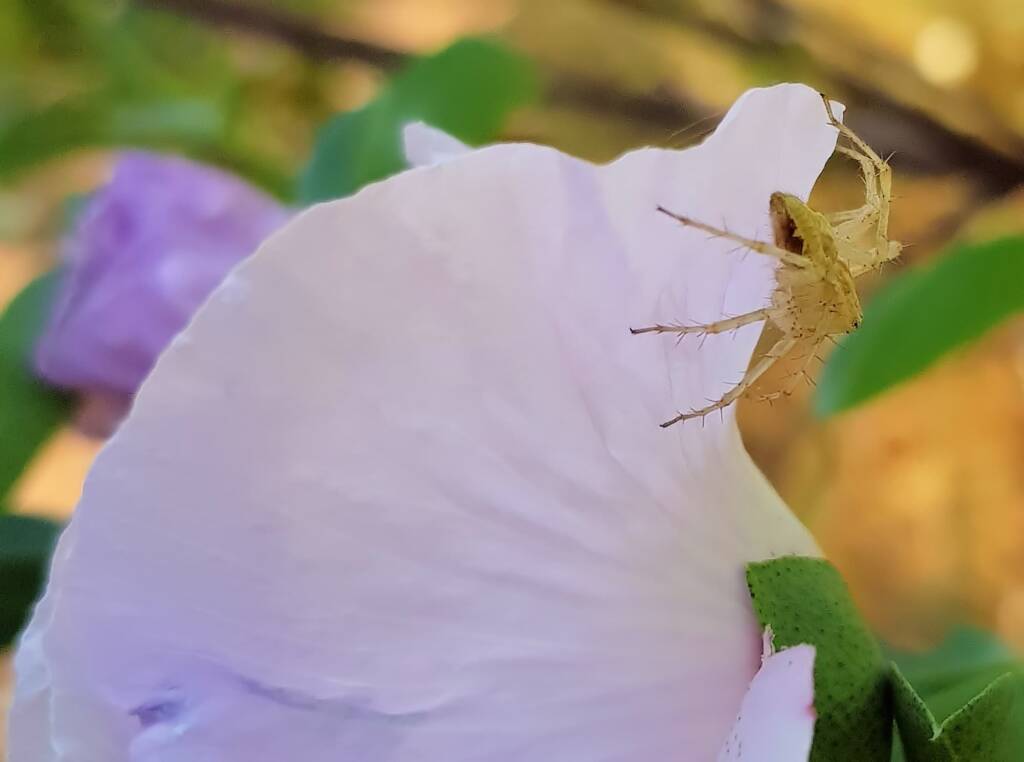 Lynx Spider (Oxyopes sp) on Sturt’s Desert Rose (Gossypium sturtianum var. sturtianum), Olive Pink Botanic Garden, NT
