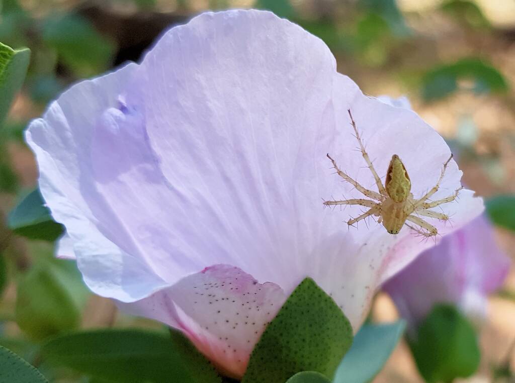 Lynx Spider (Oxyopes sp) on Sturt’s Desert Rose (Gossypium sturtianum var. sturtianum), Olive Pink Botanic Garden, NT