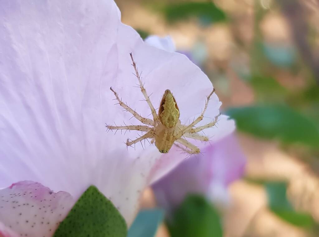 Lynx Spider (Oxyopes sp) on Sturt’s Desert Rose (Gossypium sturtianum var. sturtianum), Olive Pink Botanic Garden, NT
