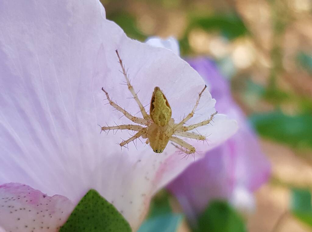 Lynx Spider (Oxyopes sp) on Sturt’s Desert Rose (Gossypium sturtianum var. sturtianum), Olive Pink Botanic Garden, NT