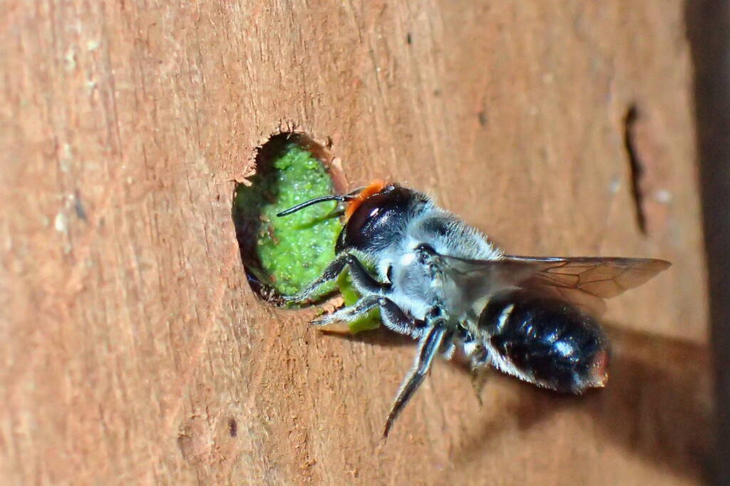 Megachile erythropyga © Gary Taylor