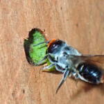 Megachile erythropyga © Gary Taylor