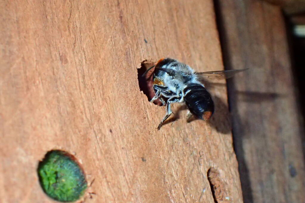 Megachile erythropyga © Gary Taylor