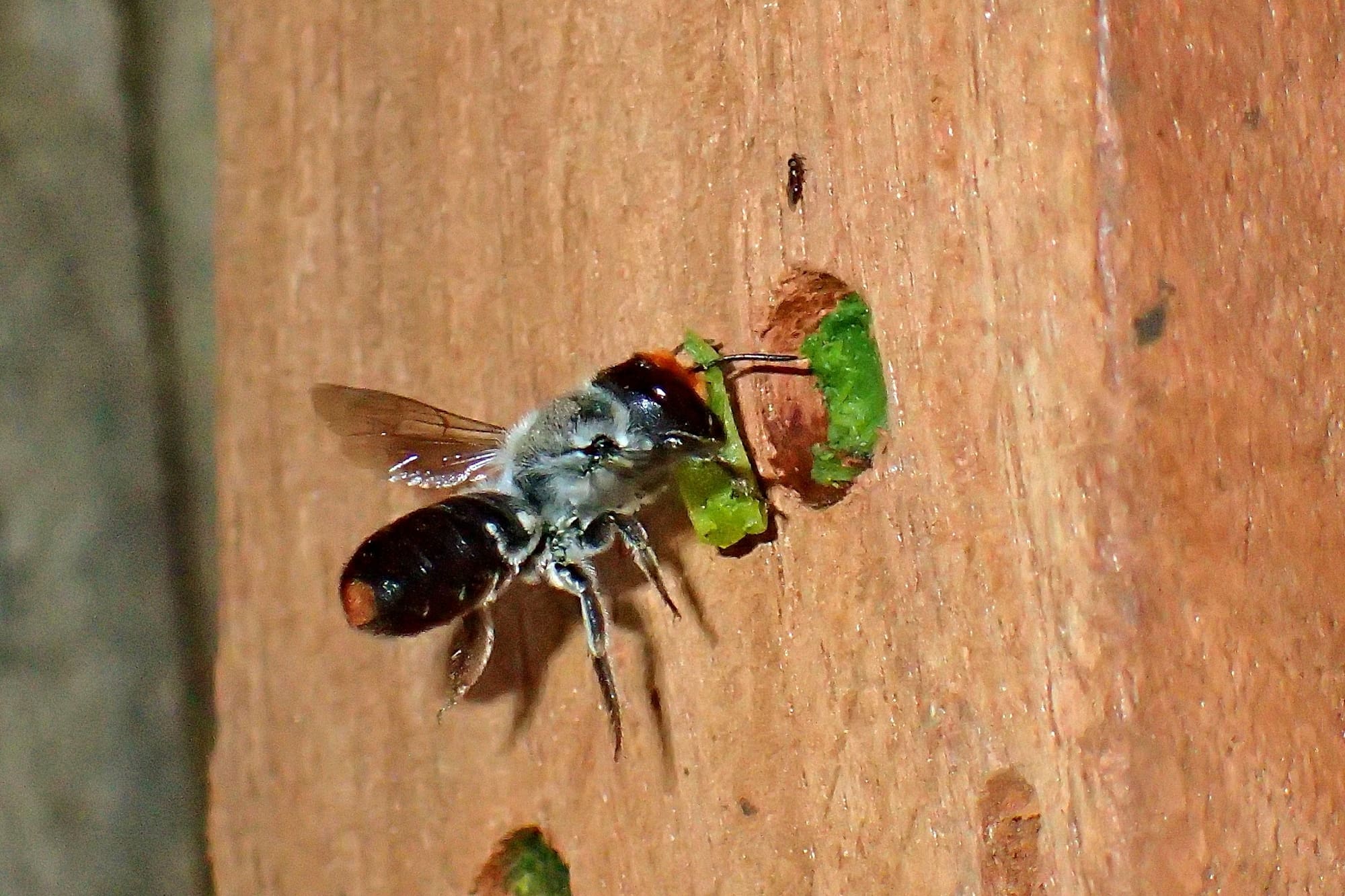 Megachile erythropyga © Gary Taylor