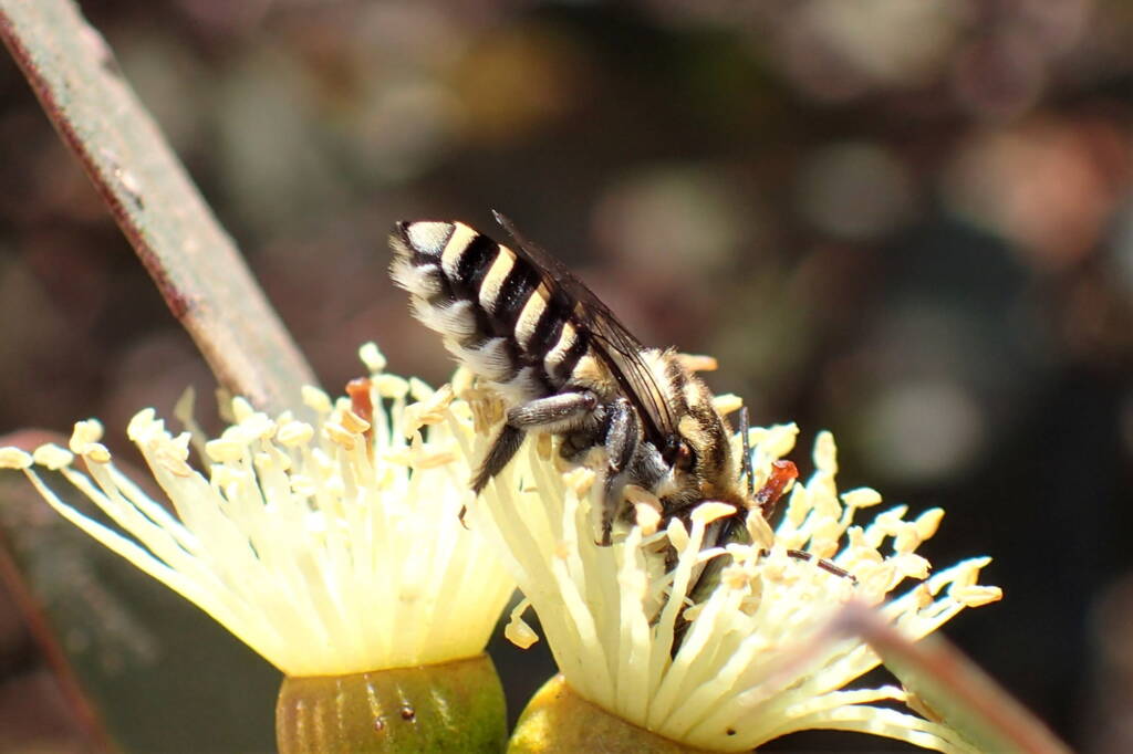 Megachile (Eutricharaea) macularis on Eucalyptus platypus © Gary Taylor