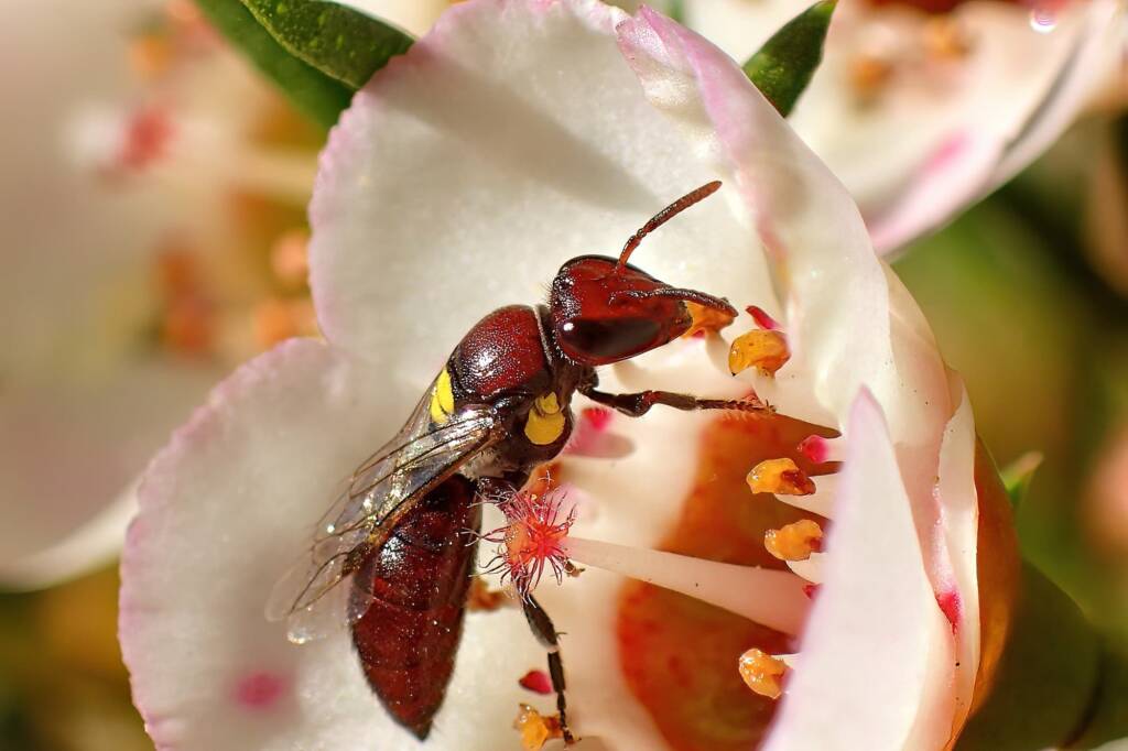 Meroglossa rubricata © Gary Taylor