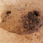 Mud nest of the Potter Wasp (length 7 cm), Alice Springs, NT