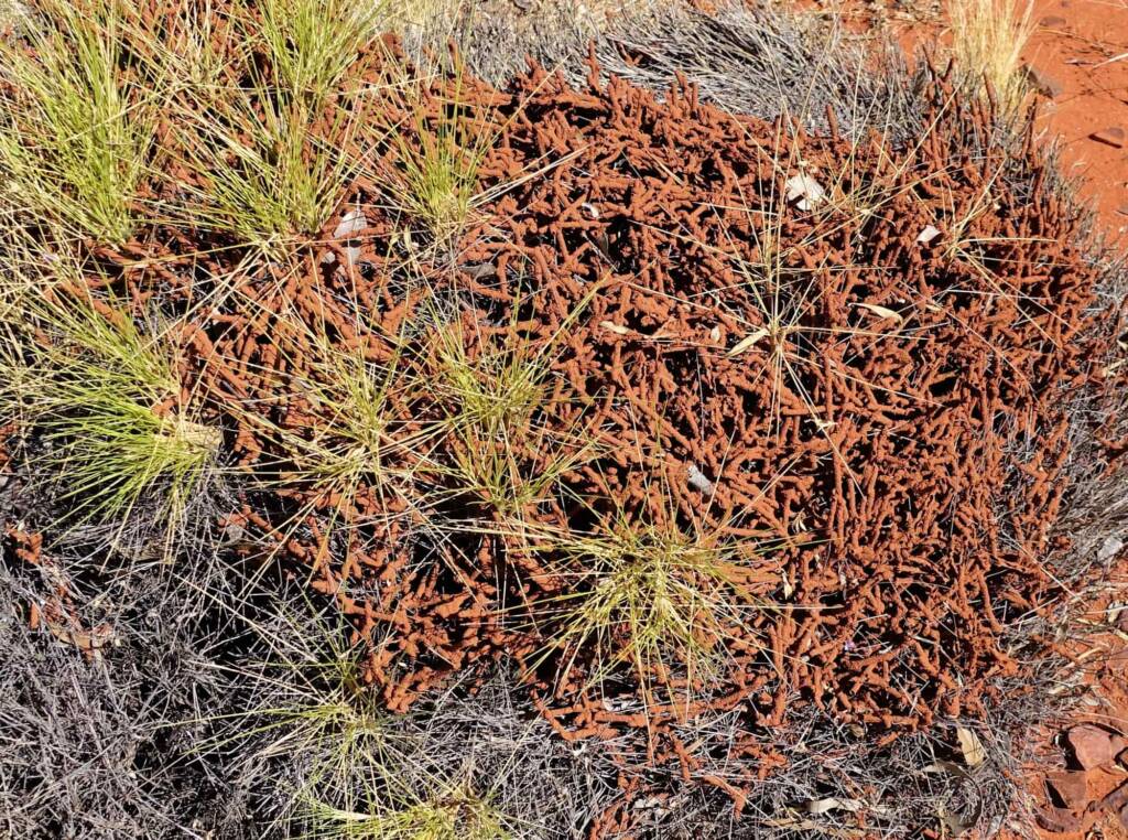 Nasutitermes triodiae creating termite mud tube along the blades of spinifex grass, Palm Valley, Finke Gorge National Park