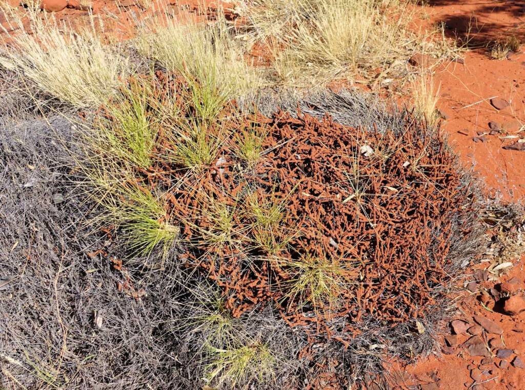 Nasutitermes triodiae creating termite mud tube along the blades of spinifex grass, Palm Valley, Finke Gorge National Park