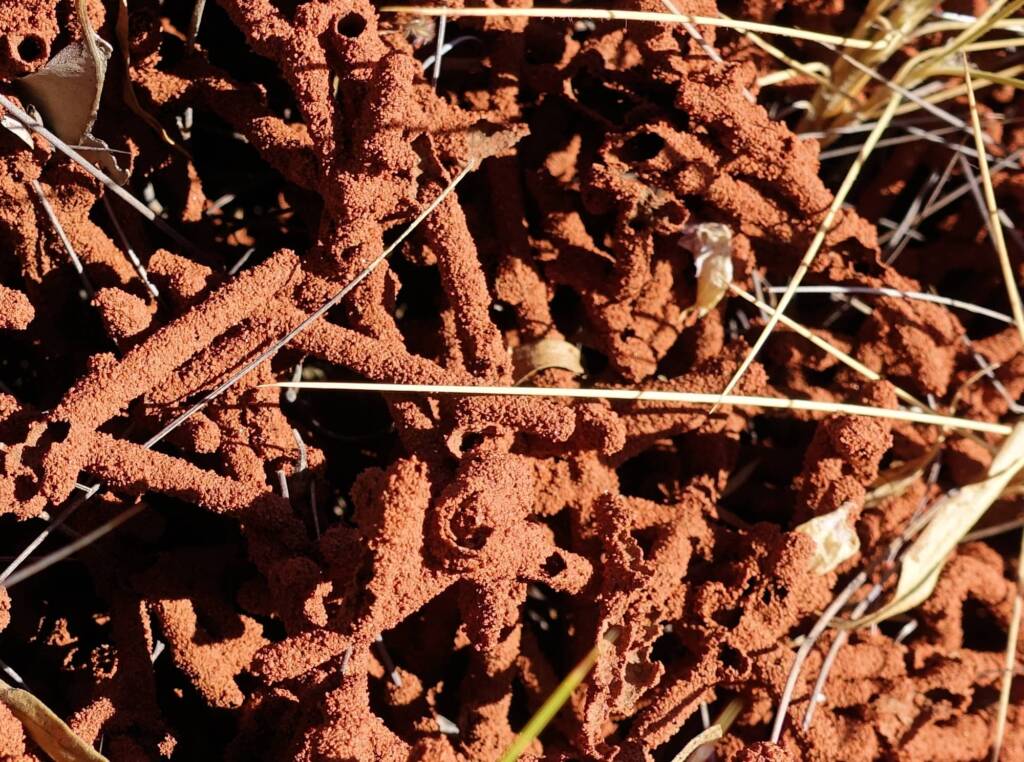 Nasutitermes triodiae creating termite mud tube along the blades of spinifex grass, Palm Valley, Finke Gorge National Park