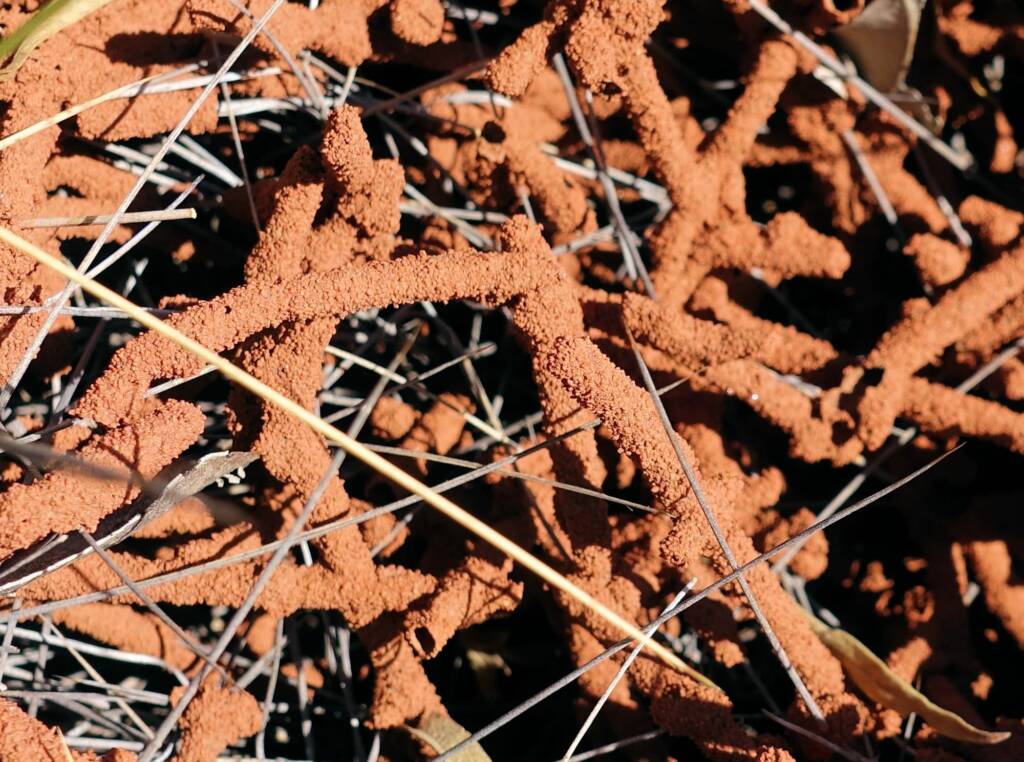 Nasutitermes triodiae creating termite mud tube along the blades of spinifex grass, Palm Valley, Finke Gorge National Park