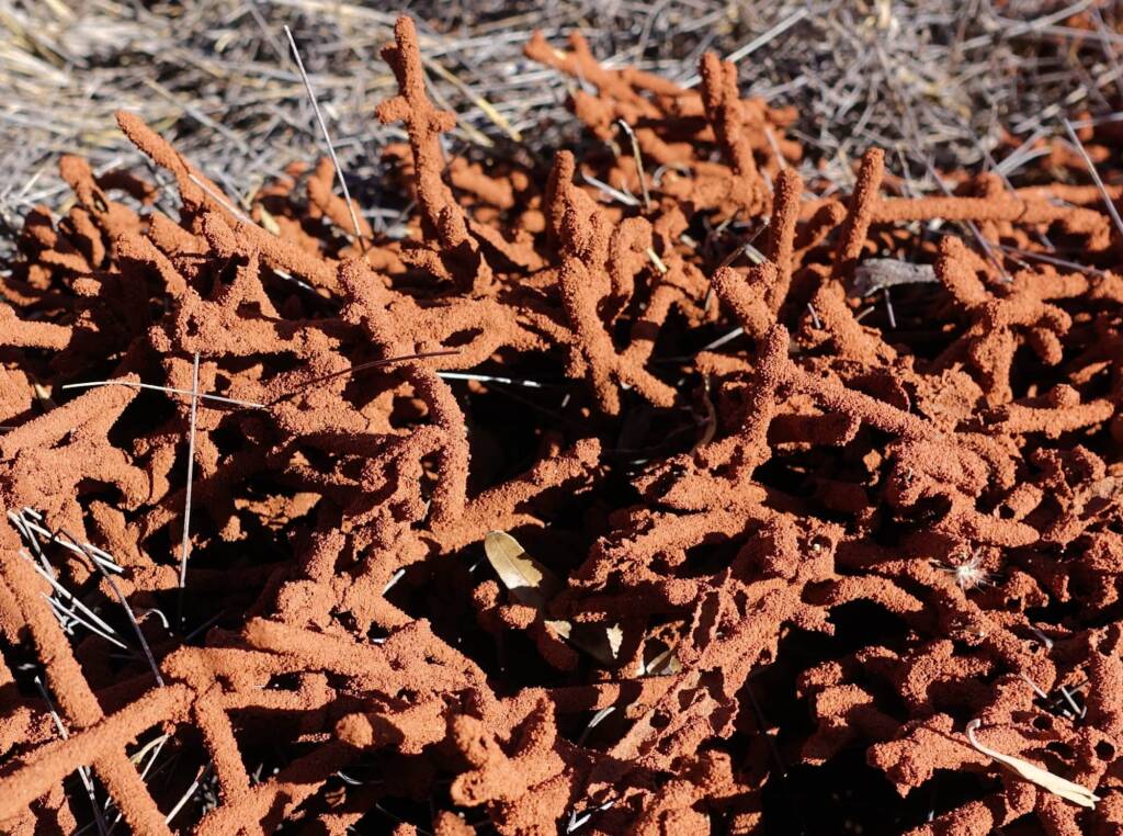 Nasutitermes triodiae creating termite mud tube along the blades of spinifex grass, Palm Valley, Finke Gorge National Park