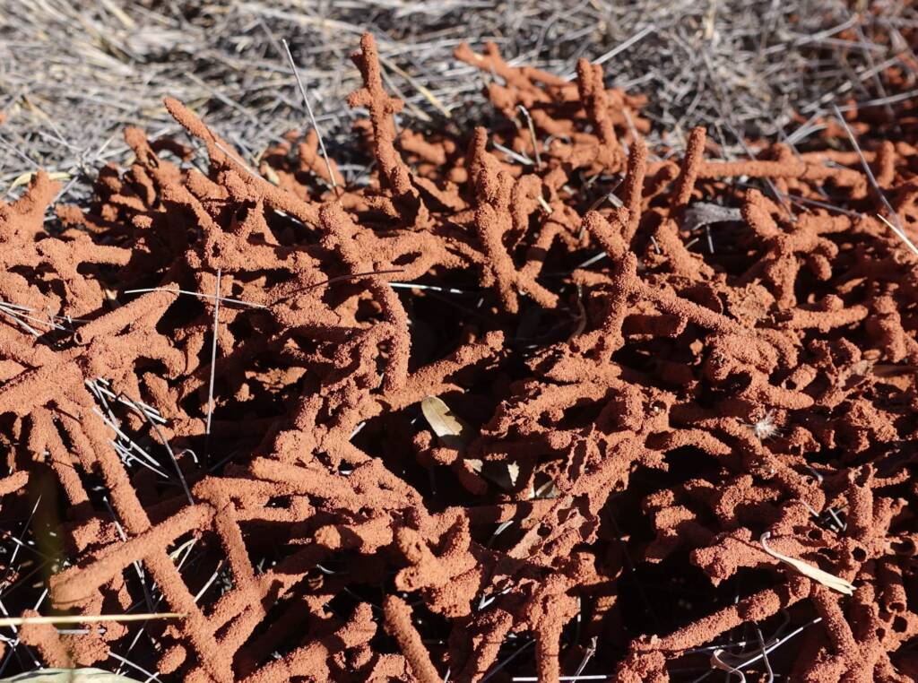 Nasutitermes triodiae creating termite mud tube along the blades of spinifex grass, Palm Valley, Finke Gorge National Park