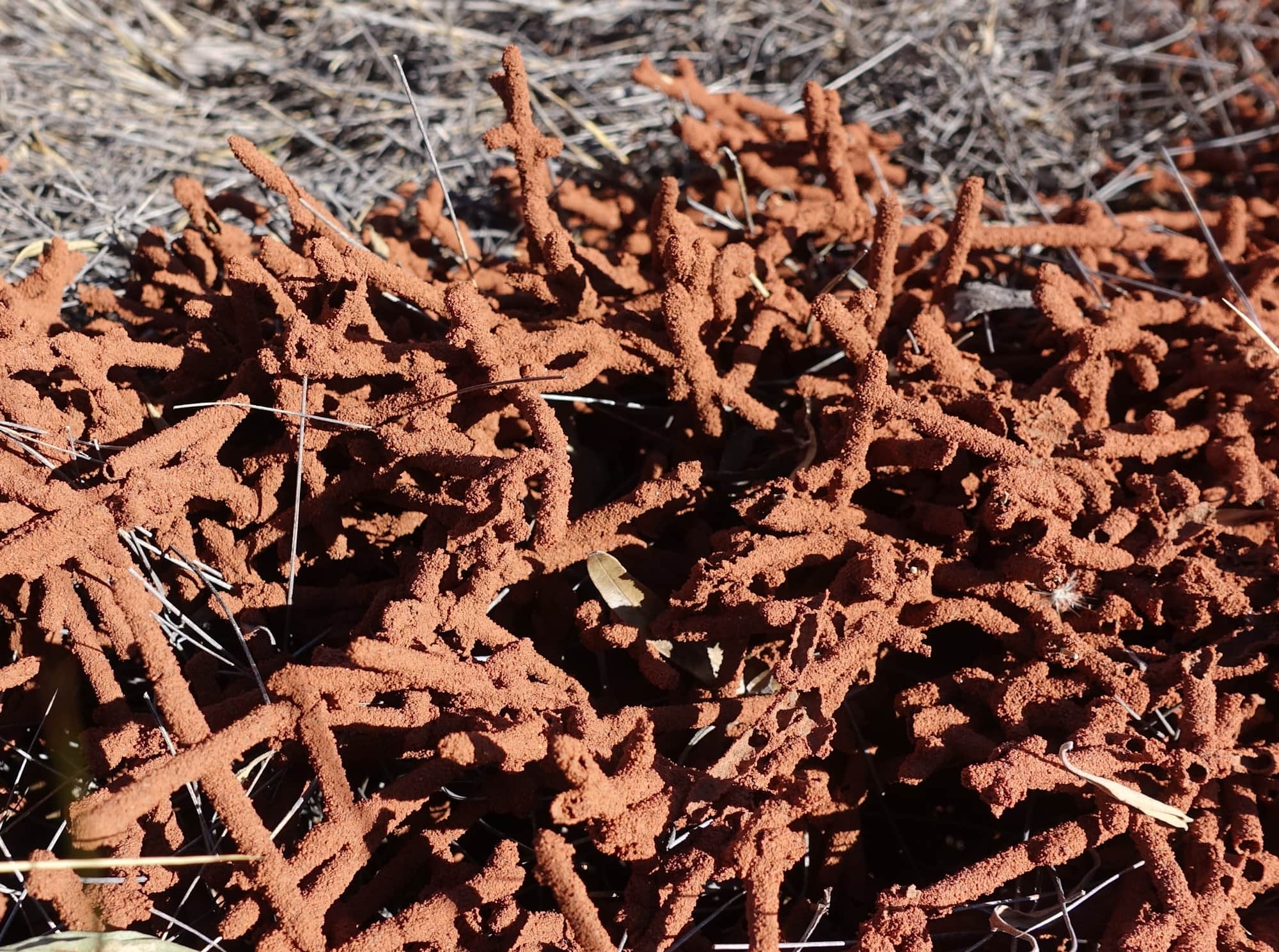 Nasutitermes triodiae creating termite mud tube along the blades of spinifex grass, Palm Valley, Finke Gorge National Park
