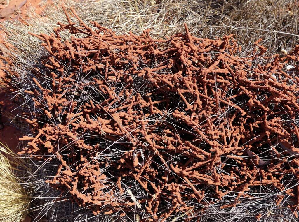 Nasutitermes triodiae creating termite mud tube along the blades of spinifex grass, Palm Valley, Finke Gorge National Park