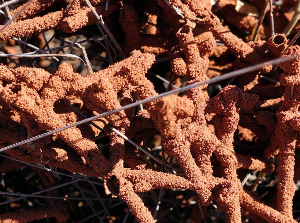 Nasutitermes triodiae creating termite mud tube along the blades of spinifex grass, Palm Valley, Finke Gorge National Park