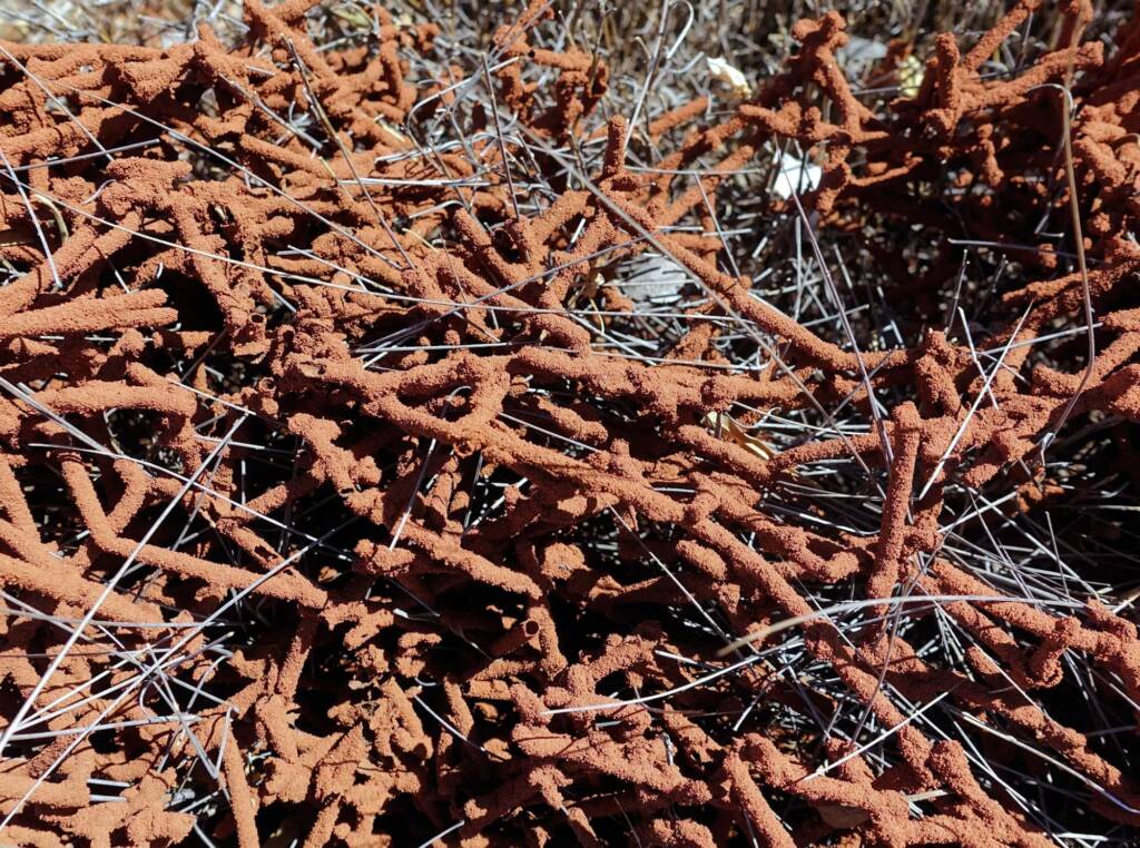 Nasutitermes triodiae creating termite mud tube along the blades of spinifex grass, Palm Valley, Finke Gorge National Park