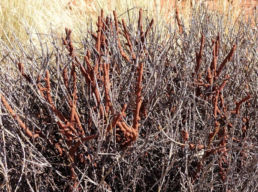 Nasutitermes triodiae creating termite mud tube along the blades of spinifex grass, Palm Valley, Finke Gorge National Park