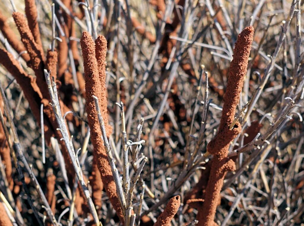 Nasutitermes triodiae creating termite mud tube along the blades of spinifex grass, Palm Valley, Finke Gorge National Park