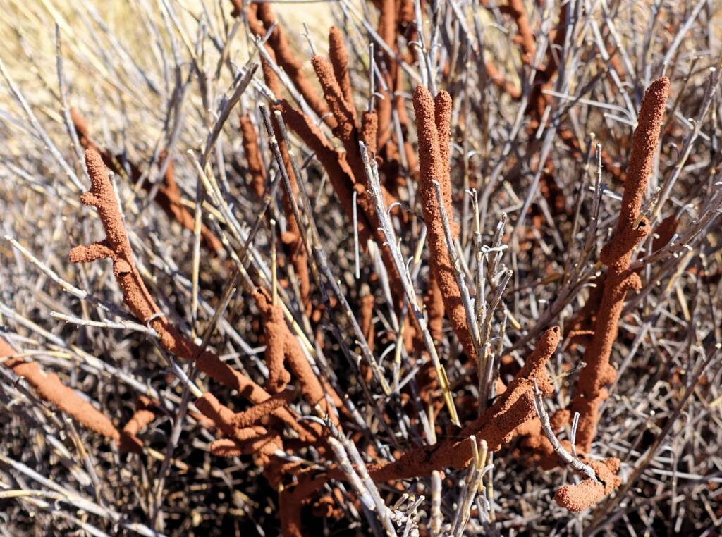 Nasutitermes triodiae creating termite mud tube along the blades of spinifex grass, Palm Valley, Finke Gorge National Park