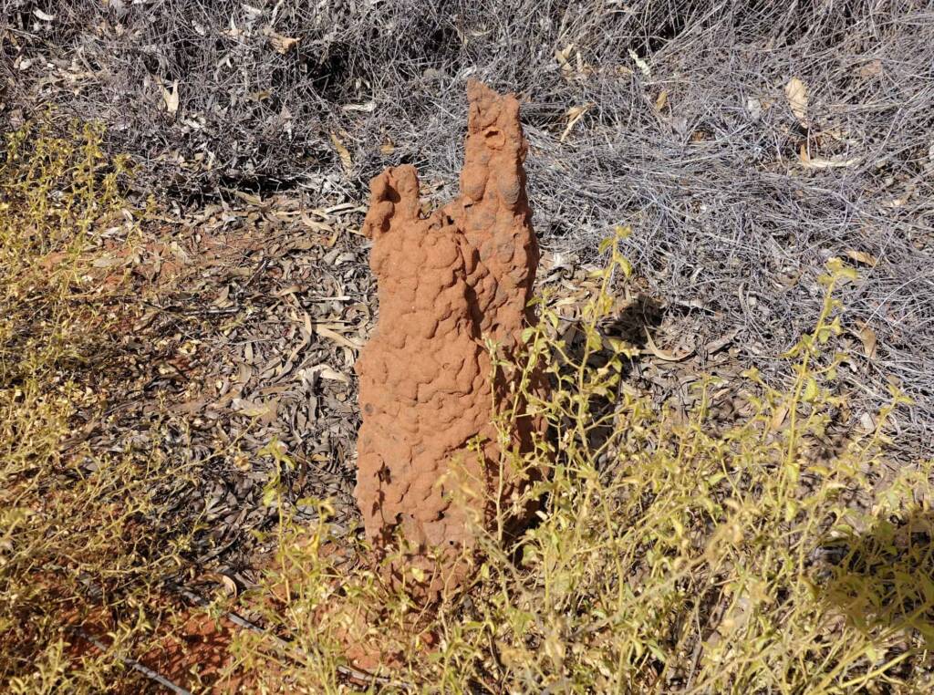 Nasutitermes triodiae termite mound, Palm Valley, Finke Gorge National Park