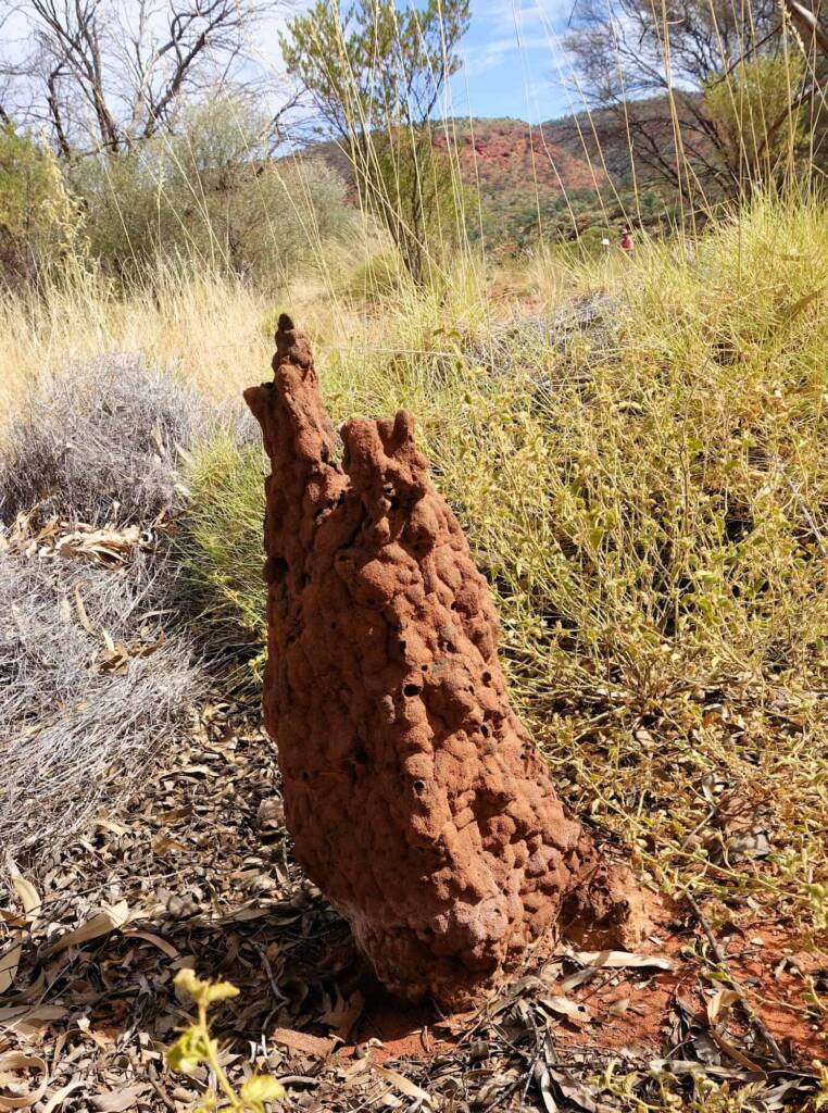 Nasutitermes triodiae termite mound, Palm Valley, Finke Gorge National Park