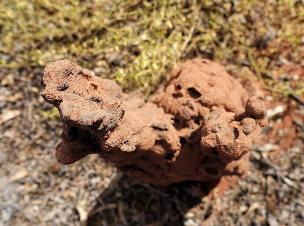 Nasutitermes triodiae termite mound, Palm Valley, Finke Gorge National Park