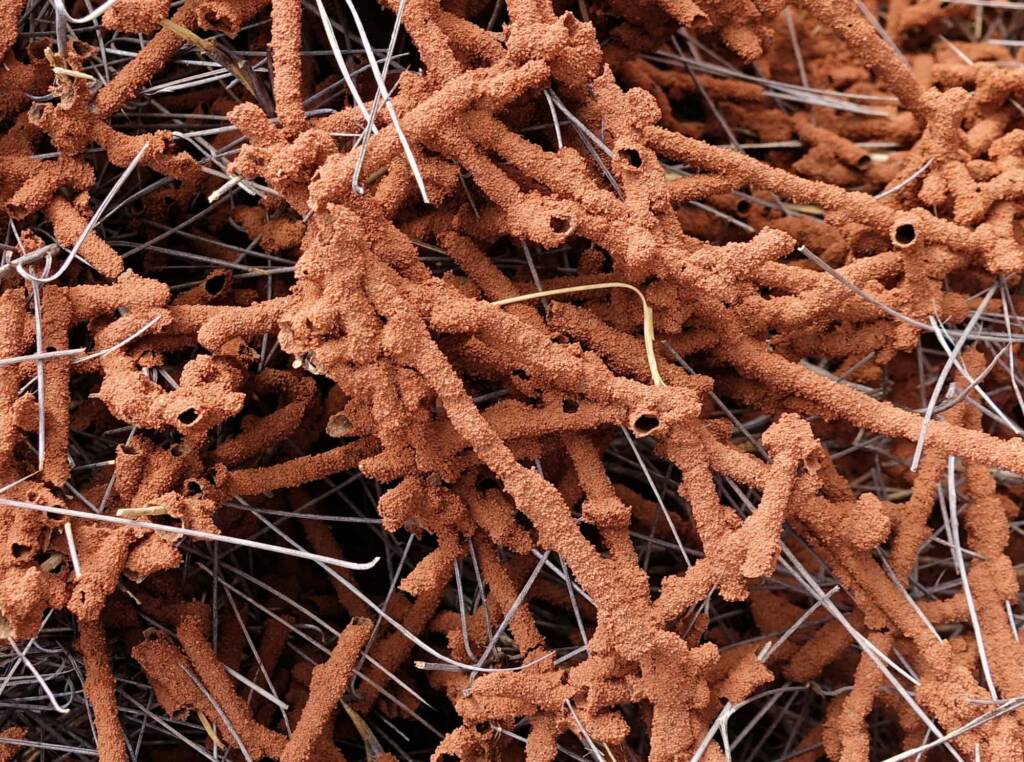 Nasutitermes triodiae creating termite mud tube along the blades of spinifex grass, Palm Valley, Finke Gorge National Park