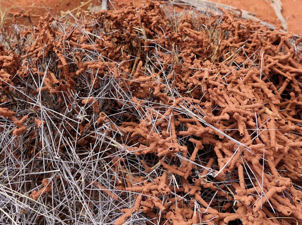Nasutitermes triodiae creating termite mud tube along the blades of spinifex grass, Palm Valley, Finke Gorge National Park