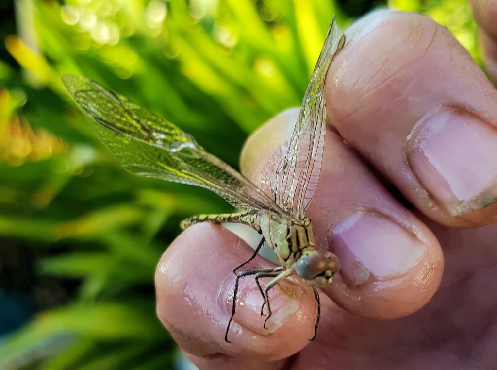 Female Orthetrum caledonicum, Alice Springs, NT