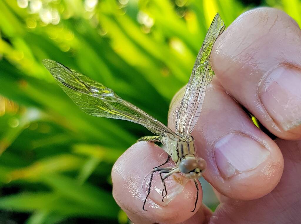 Female Orthetrum caledonicum, Alice Springs, NT