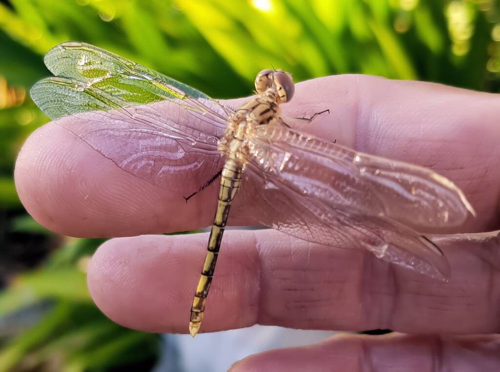 Female Orthetrum caledonicum, Alice Springs, NT
