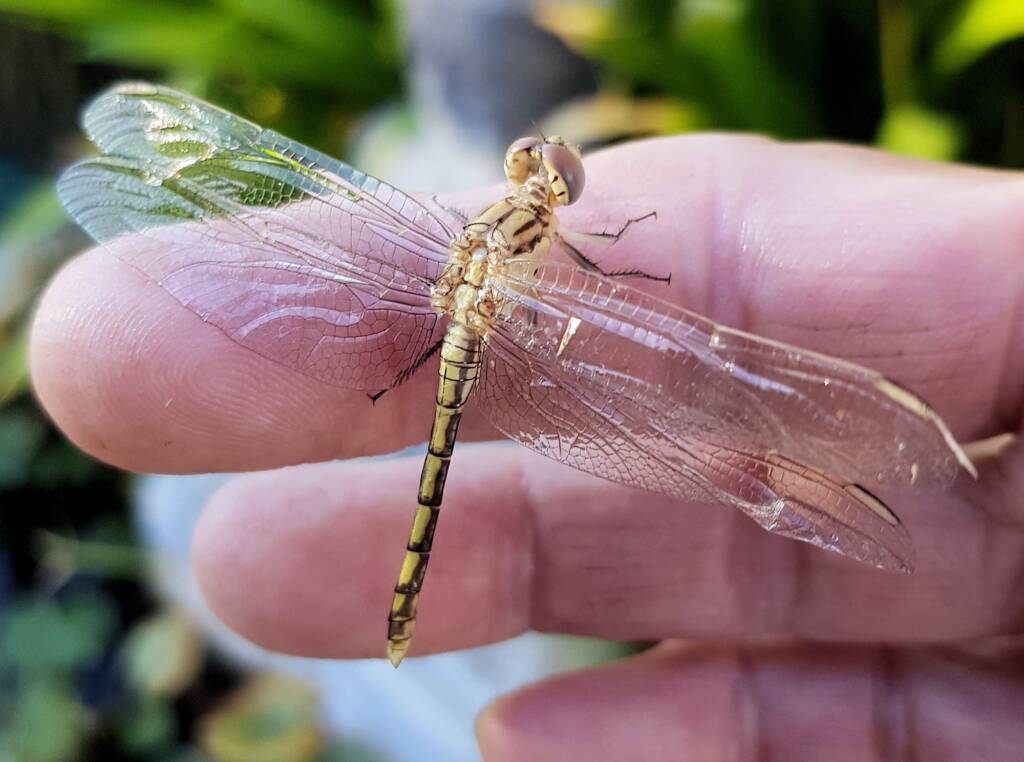 Female Orthetrum caledonicum, Alice Springs, NT