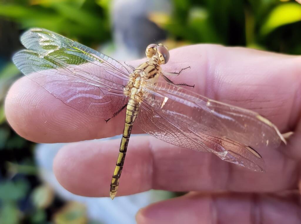 Female Orthetrum caledonicum, Alice Springs, NT